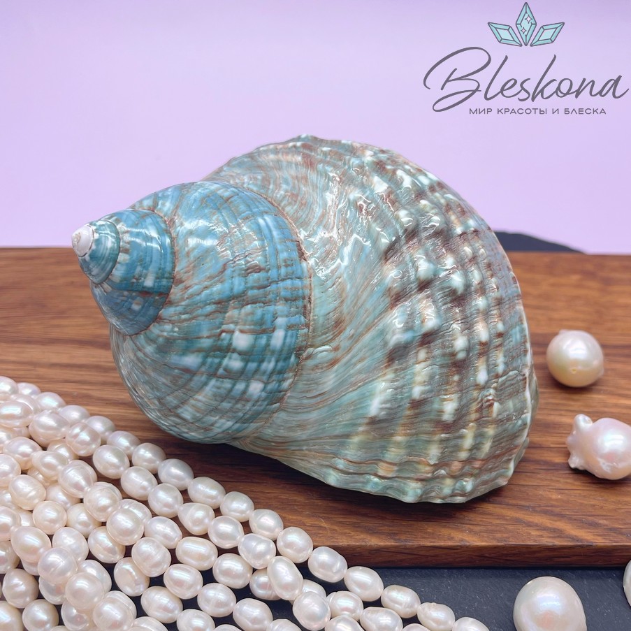 Морская раковина Турбо бирюзовая 10 см 