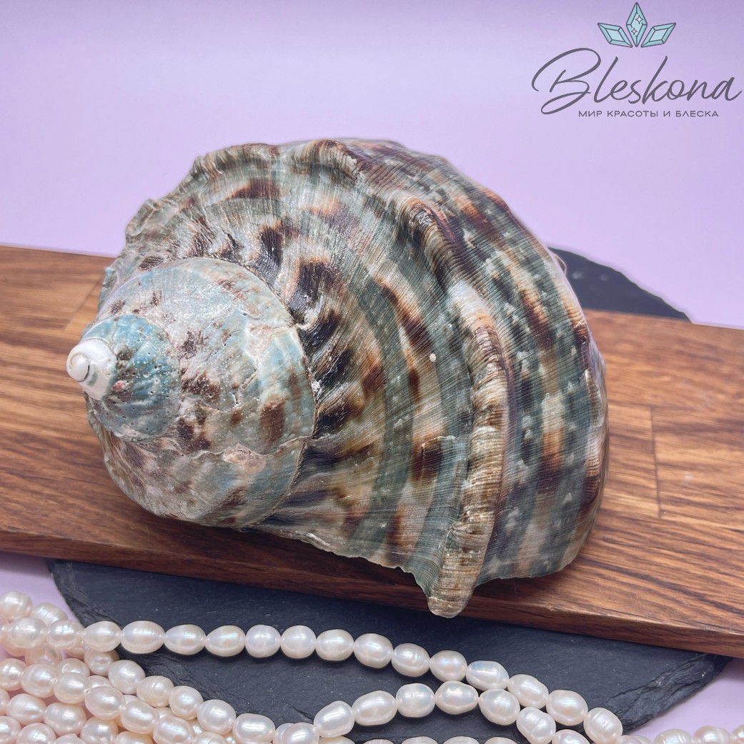 Морская раковина Турбо бирюзовая 13 см 