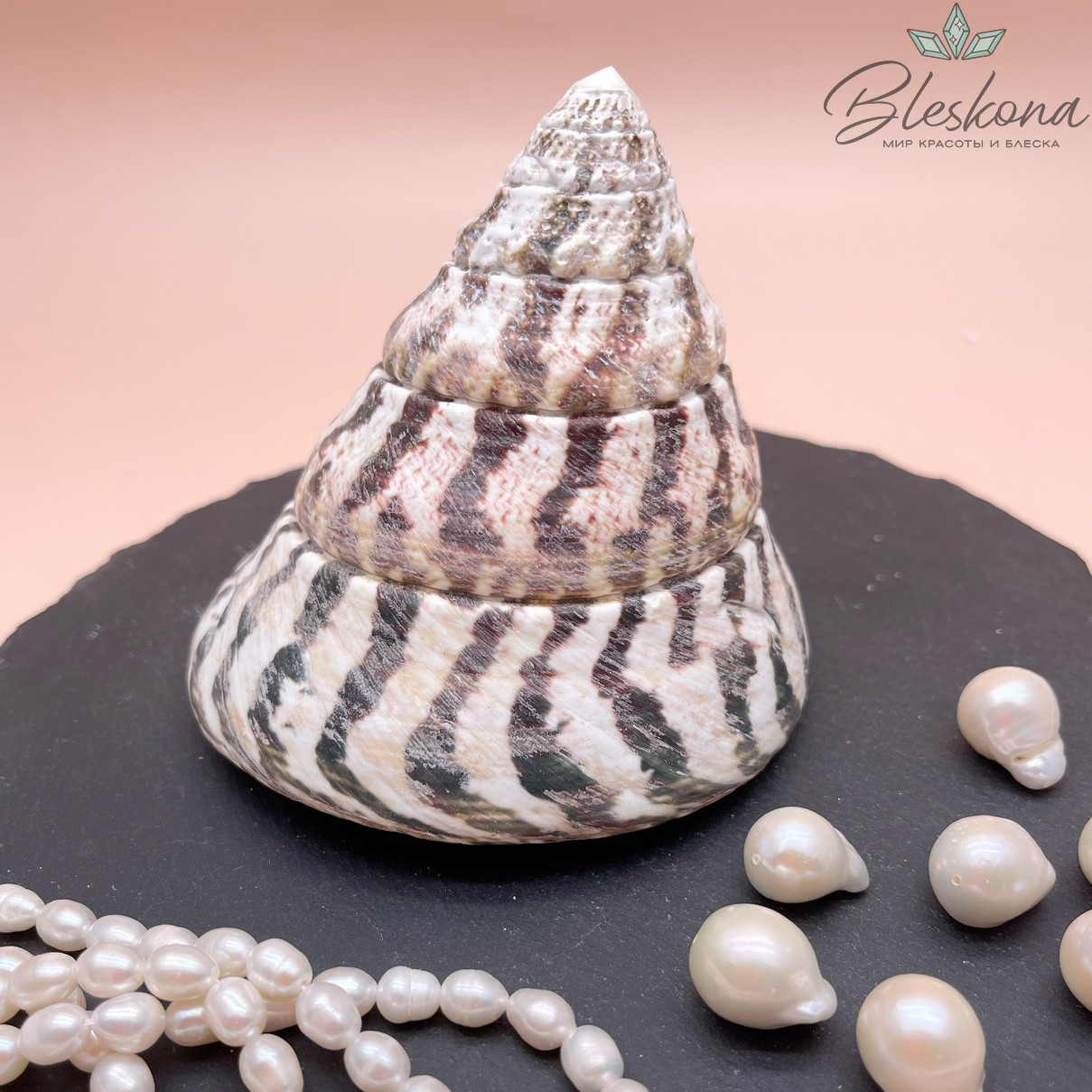 Морская ракушка Трохус Зебра 9*10 см 