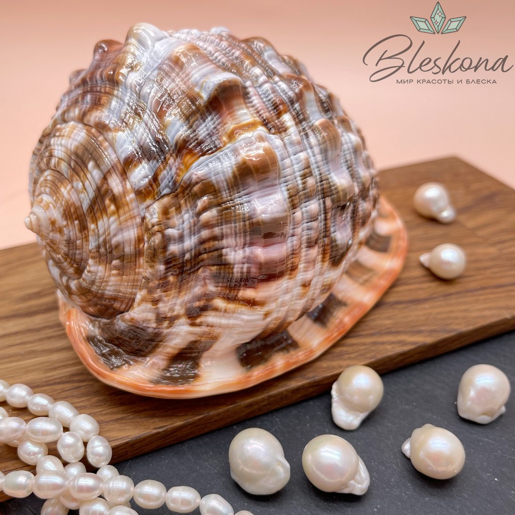 14*10 см Морская раковина Кассис 