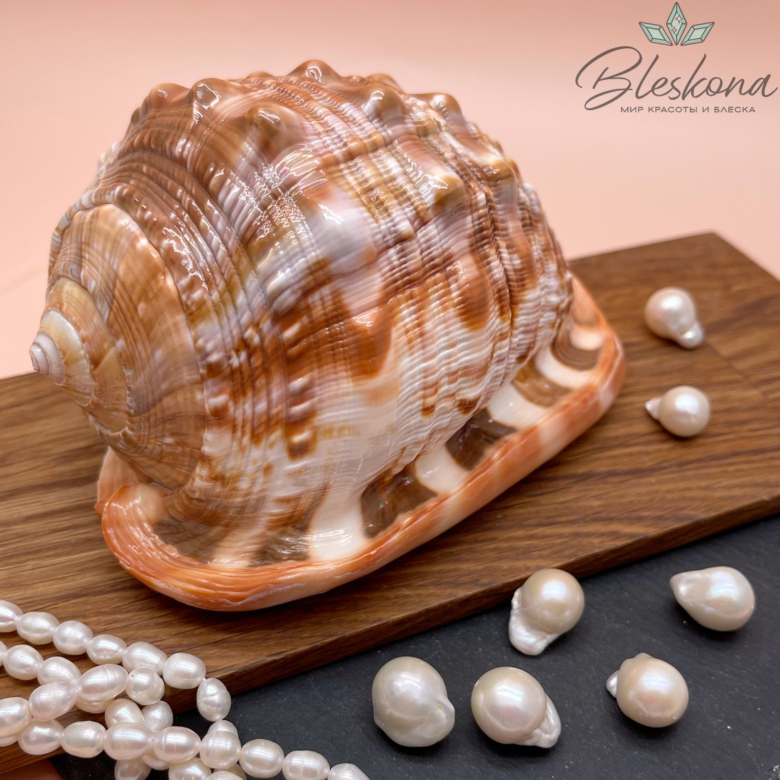 15*10 см Морская раковина Кассис 