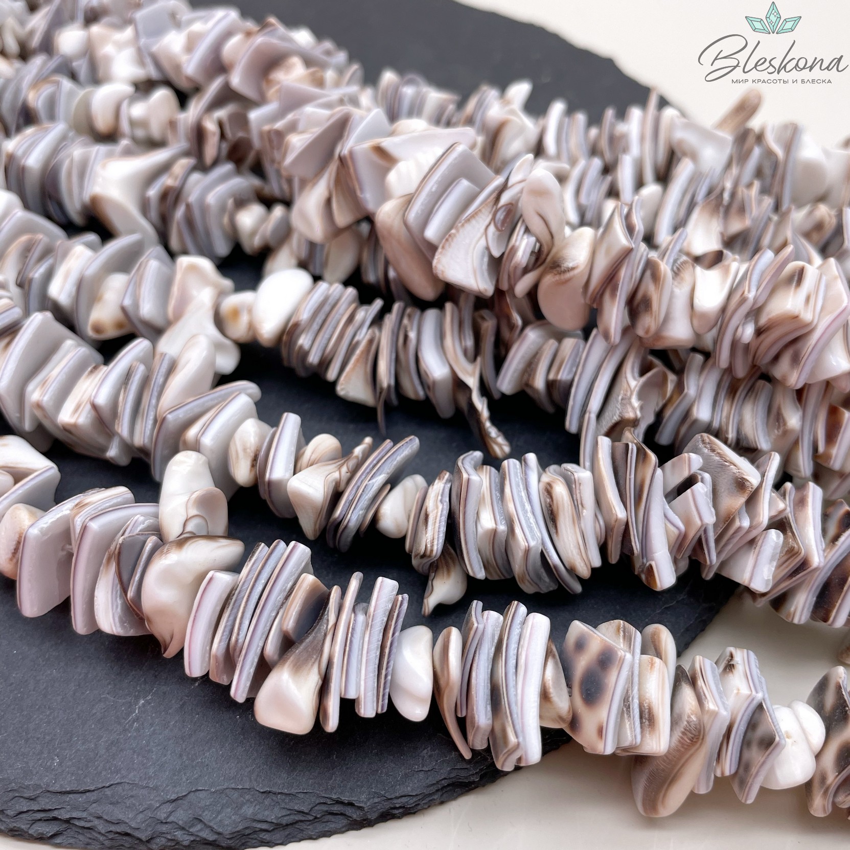 Ракушка Тигровая ципрея диски 12-16 мм