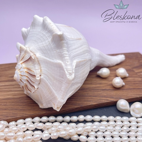 Морская раковина Мурекс 10*15 см