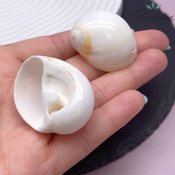 (25-31)*(25-31) мм, Подвеска Ракушка белая