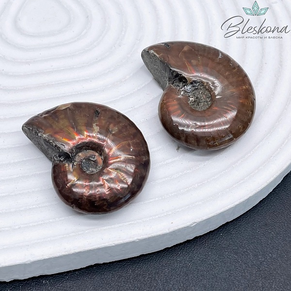 Аммонит с аммолитом 30*35 мм