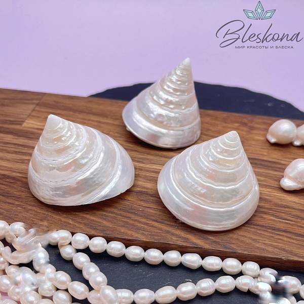 Морская ракушка Трохус  38*43 мм