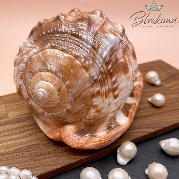 15*10 см Морская раковина Кассис 