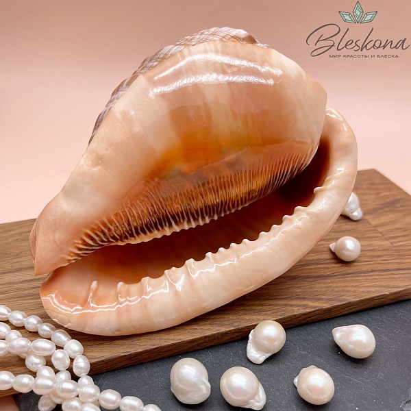 14*10 см Морская раковина Кассис 