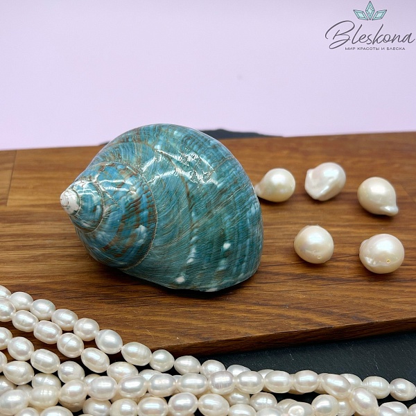 Морская раковина Турбо бирюзовая 7 см 