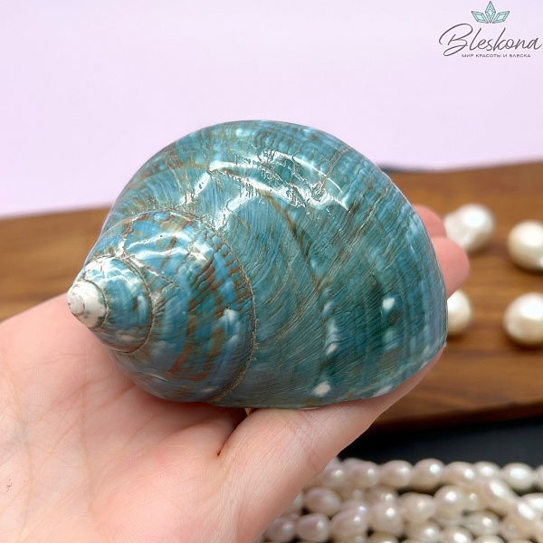 Морская раковина Турбо бирюзовая 7 см 