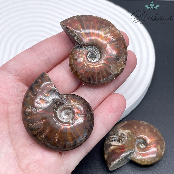 Аммонит с аммолитом 35*45 мм