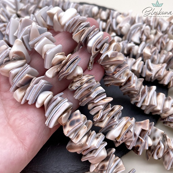 Ракушка Тигровая ципрея диски 12-16 мм